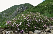 69 Gipsofila strisciante (Gypsophila repens)